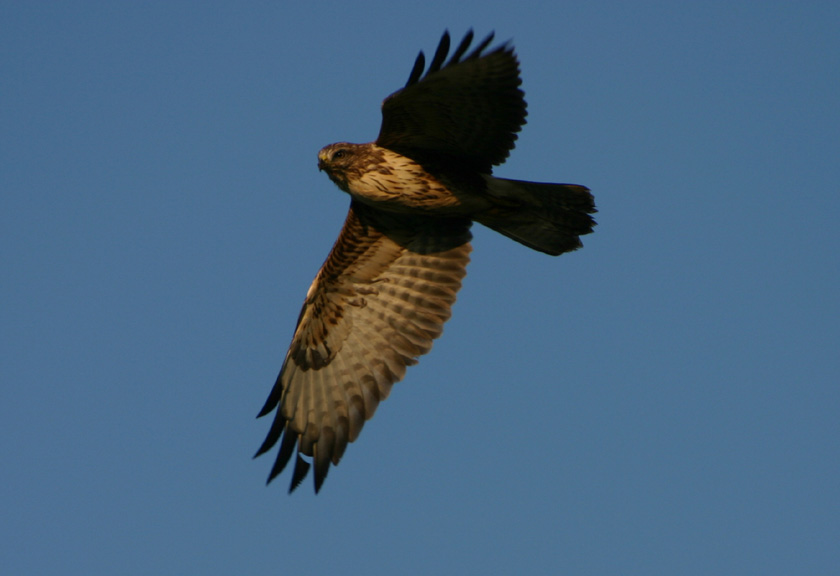 Mäusebussard