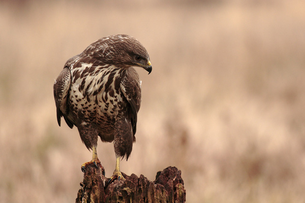 Mäusebussard