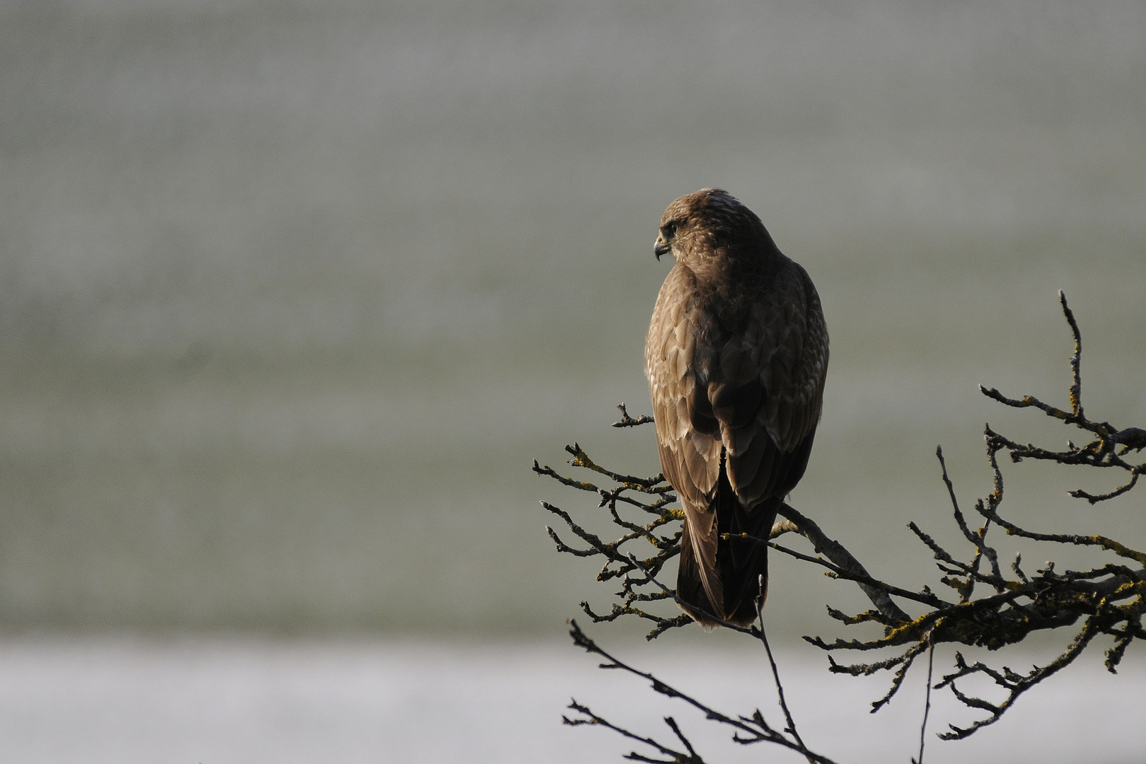 Mäusebussard