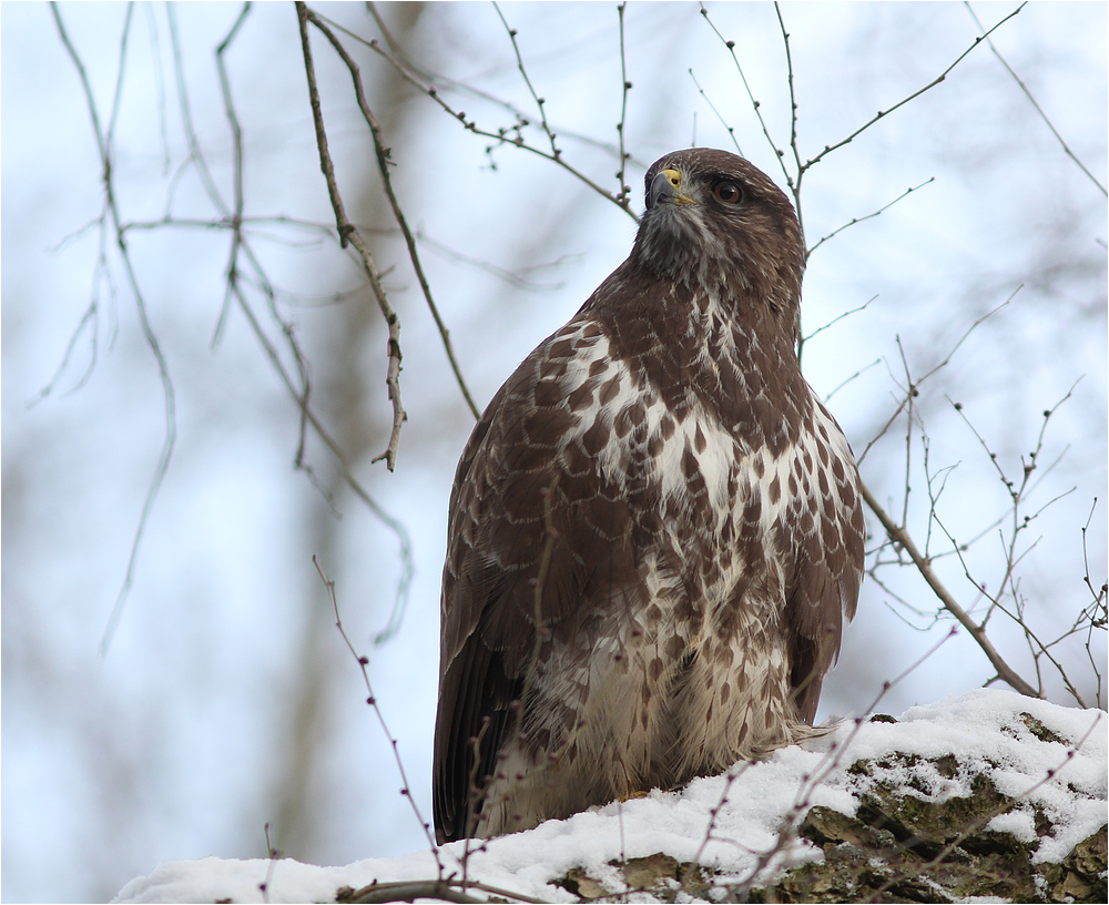 Mäusebussard