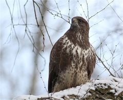 Mäusebussard