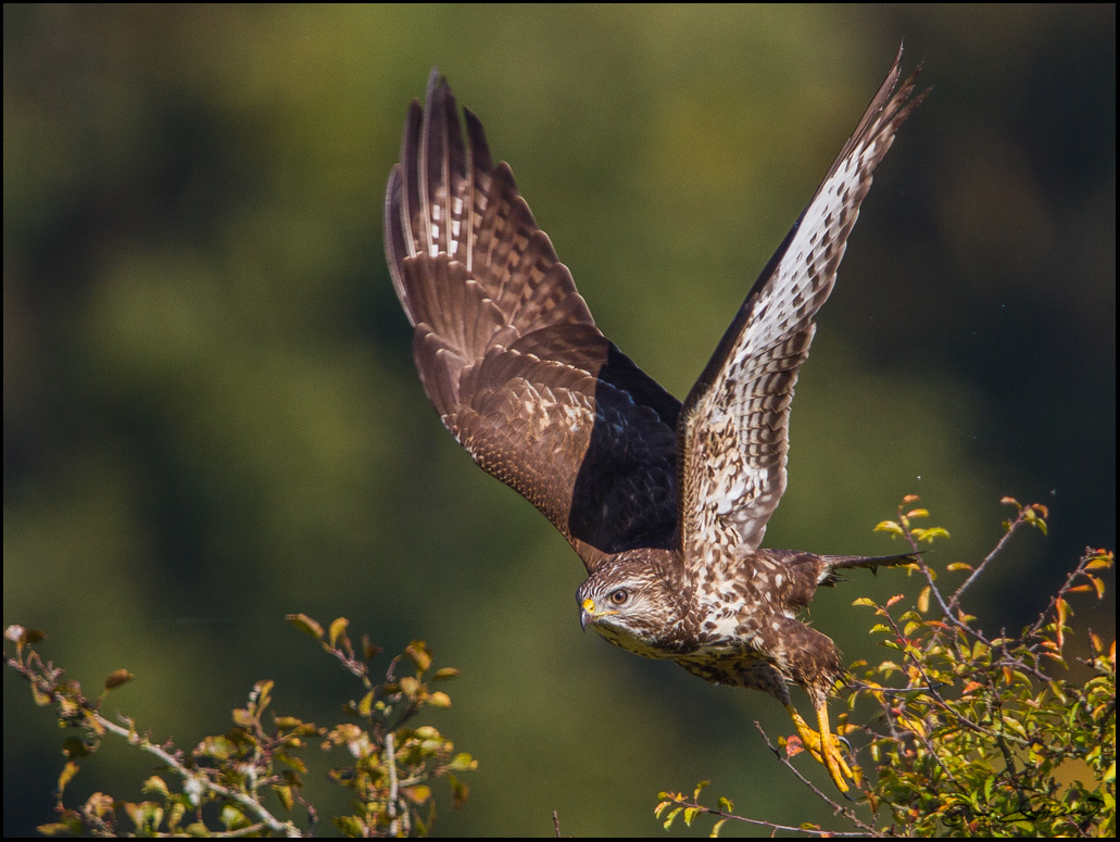 Mäusebussard