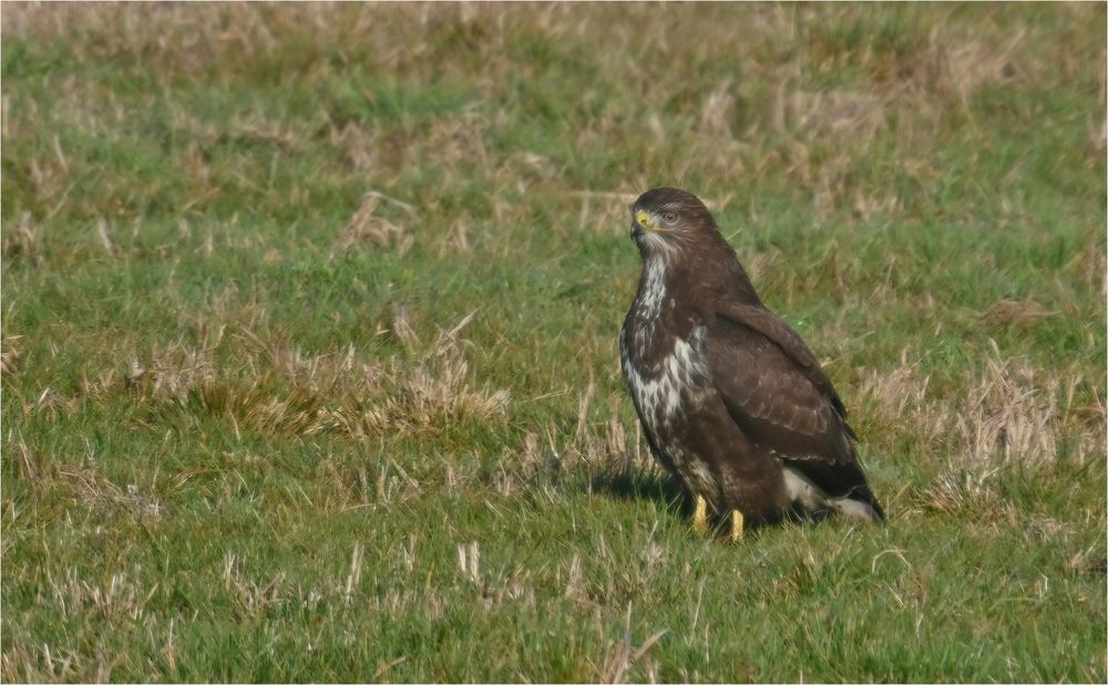 Mäusebussard