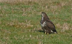 Mäusebussard