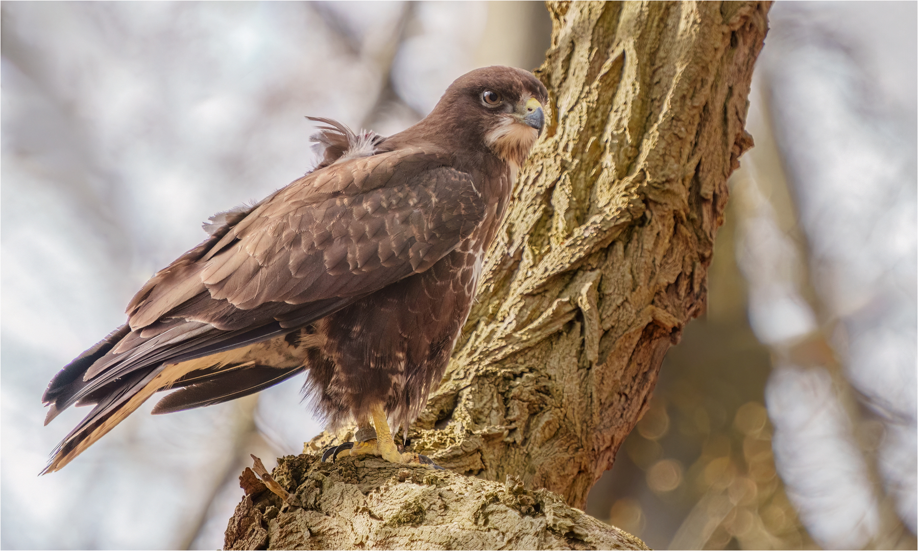 Mäusebussard