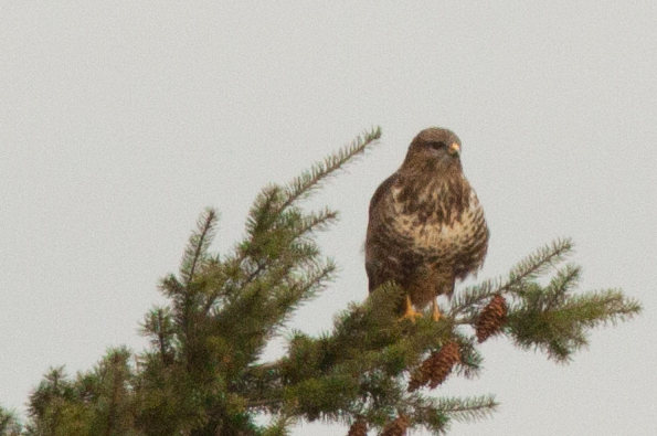 Mäusebussard denke ich