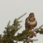 Mäusebussard denke ich