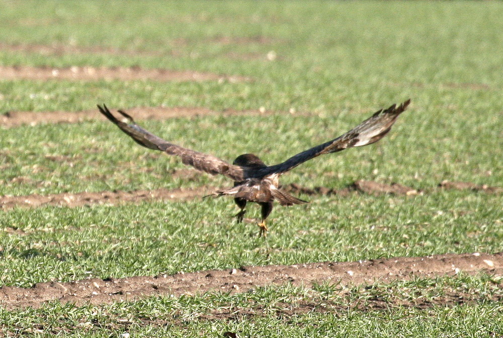 Mäusebussard der 2.