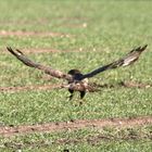 Mäusebussard der 2.