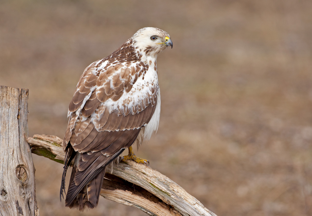 Mäusebussard der