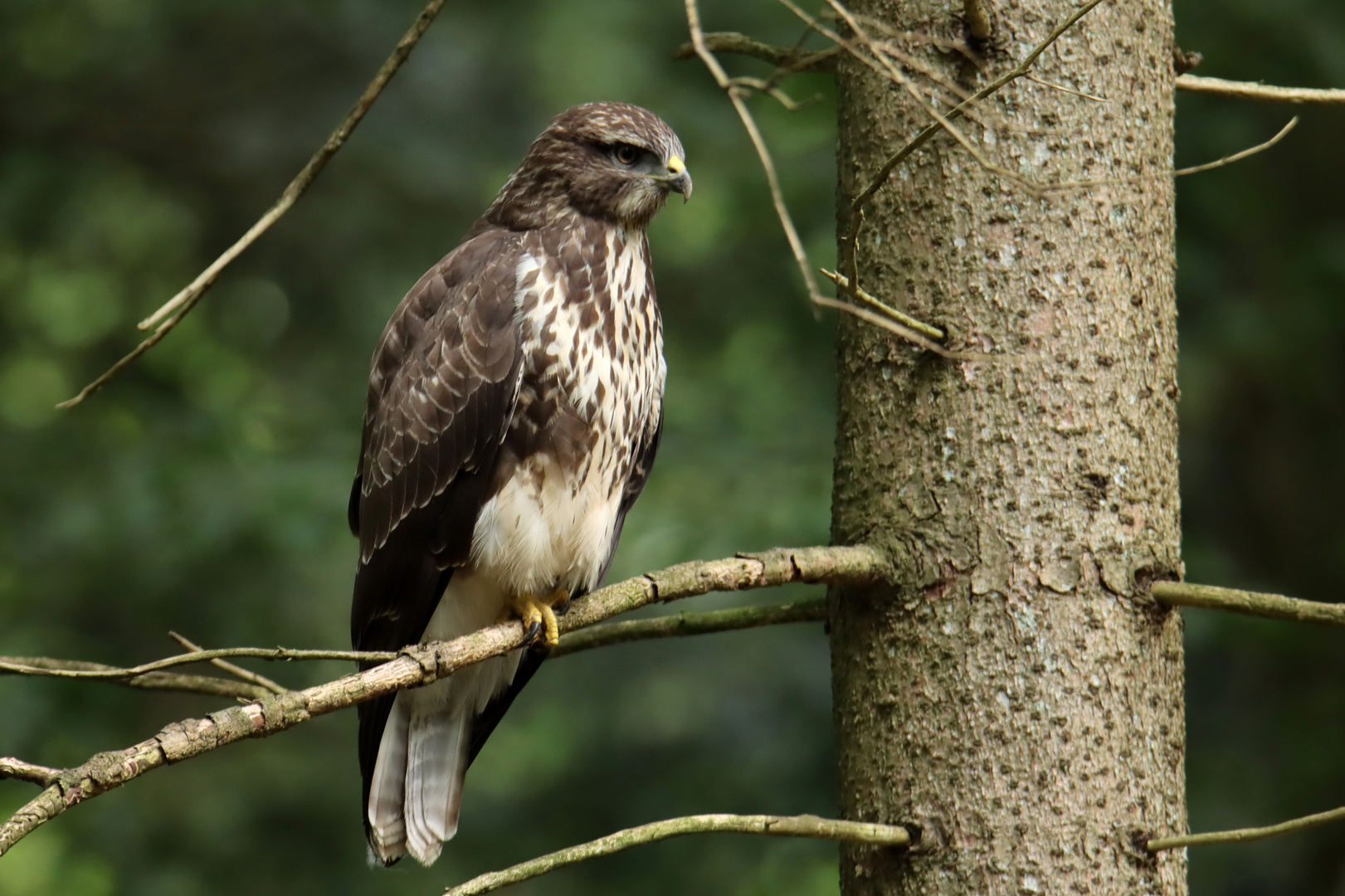 Mäusebussard