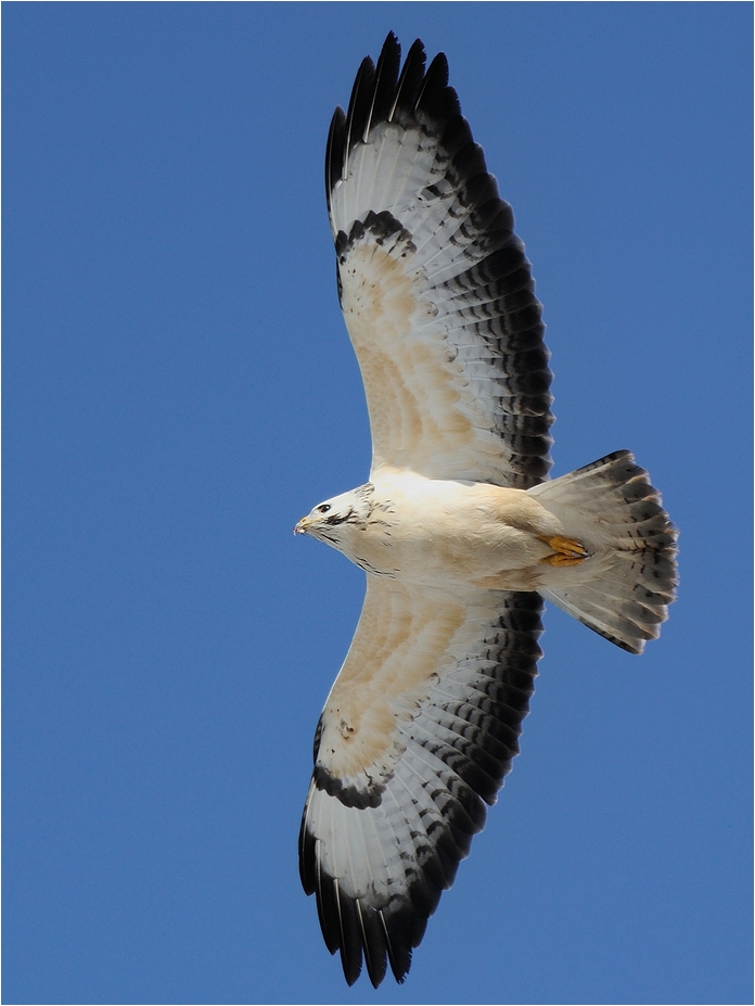 Mäusebussard