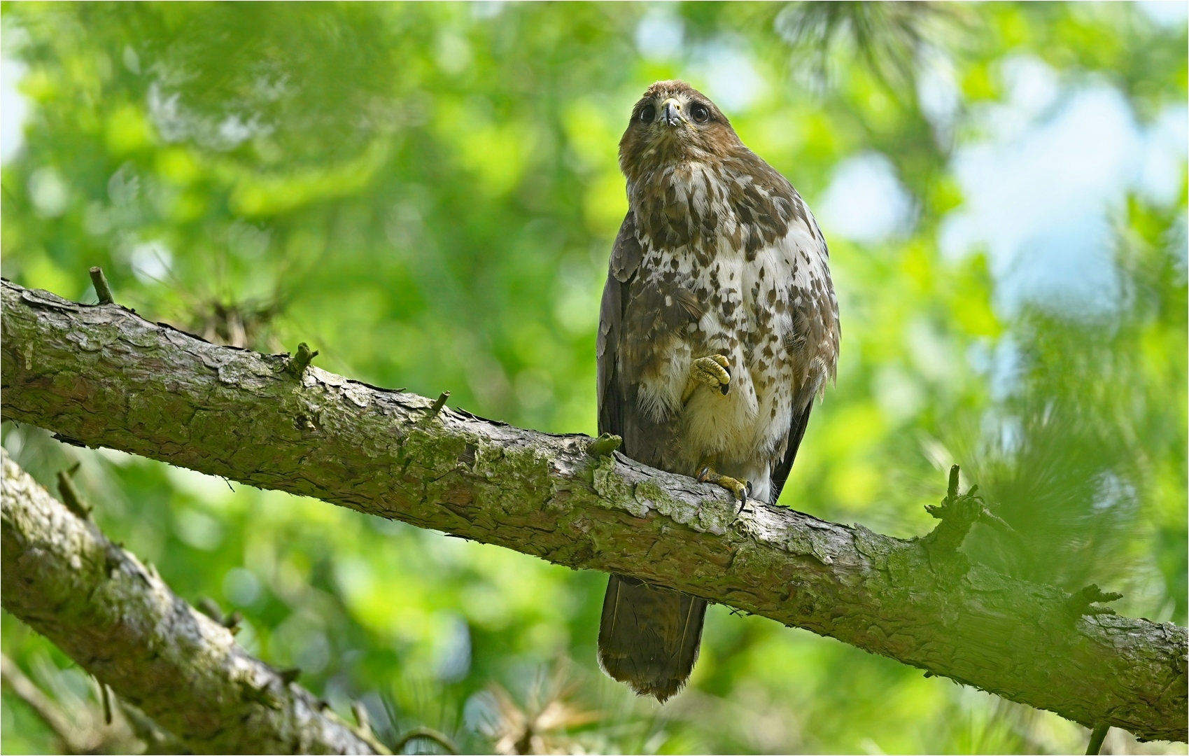 Mäusebussard