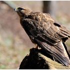 - Mäusebussard direkt am Ansitz - ( Buteo buteo )