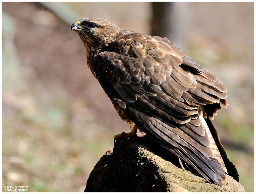 - Mäusebussard direkt am Ansitz - ( Buteo buteo )