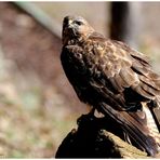 - Mäusebussard direkt vor meinem Ansitz -