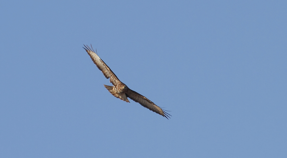 Mäusebussard dreht seine Kreise