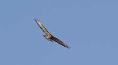 Mäusebussard dreht seine Kreise