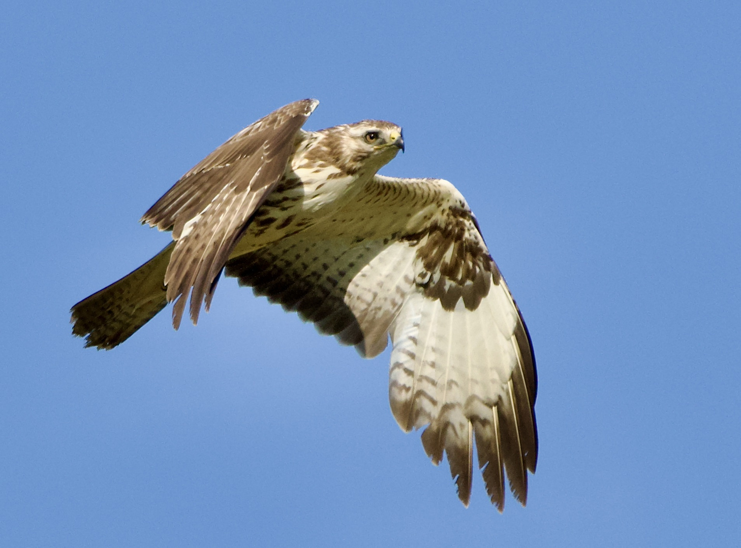 Mäusebussard dreht seine Runden am frühen Abend......