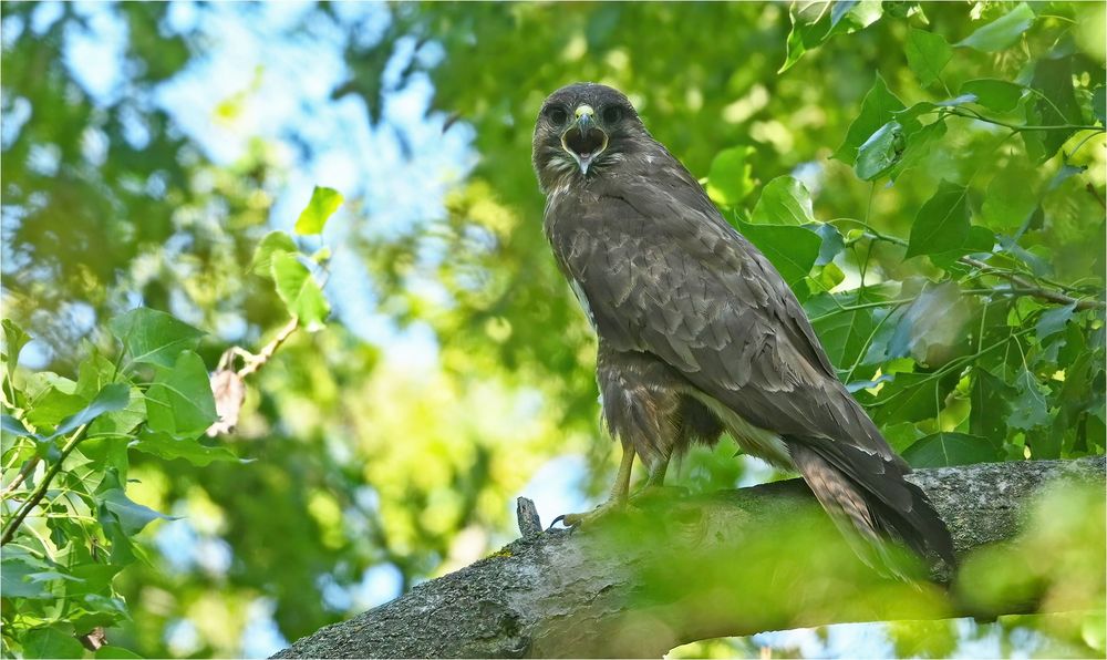 Mäusebussard