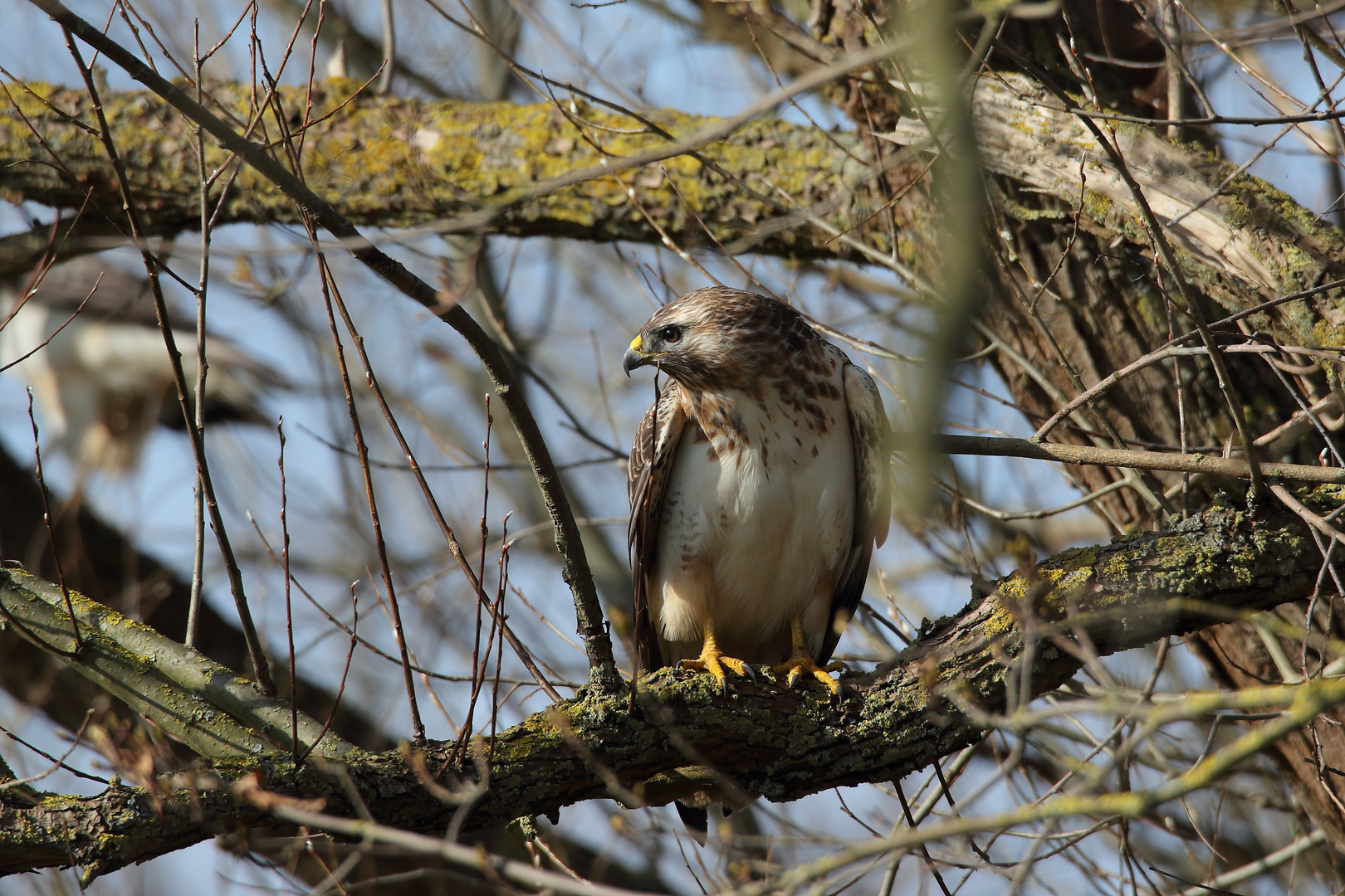 Mäusebussard