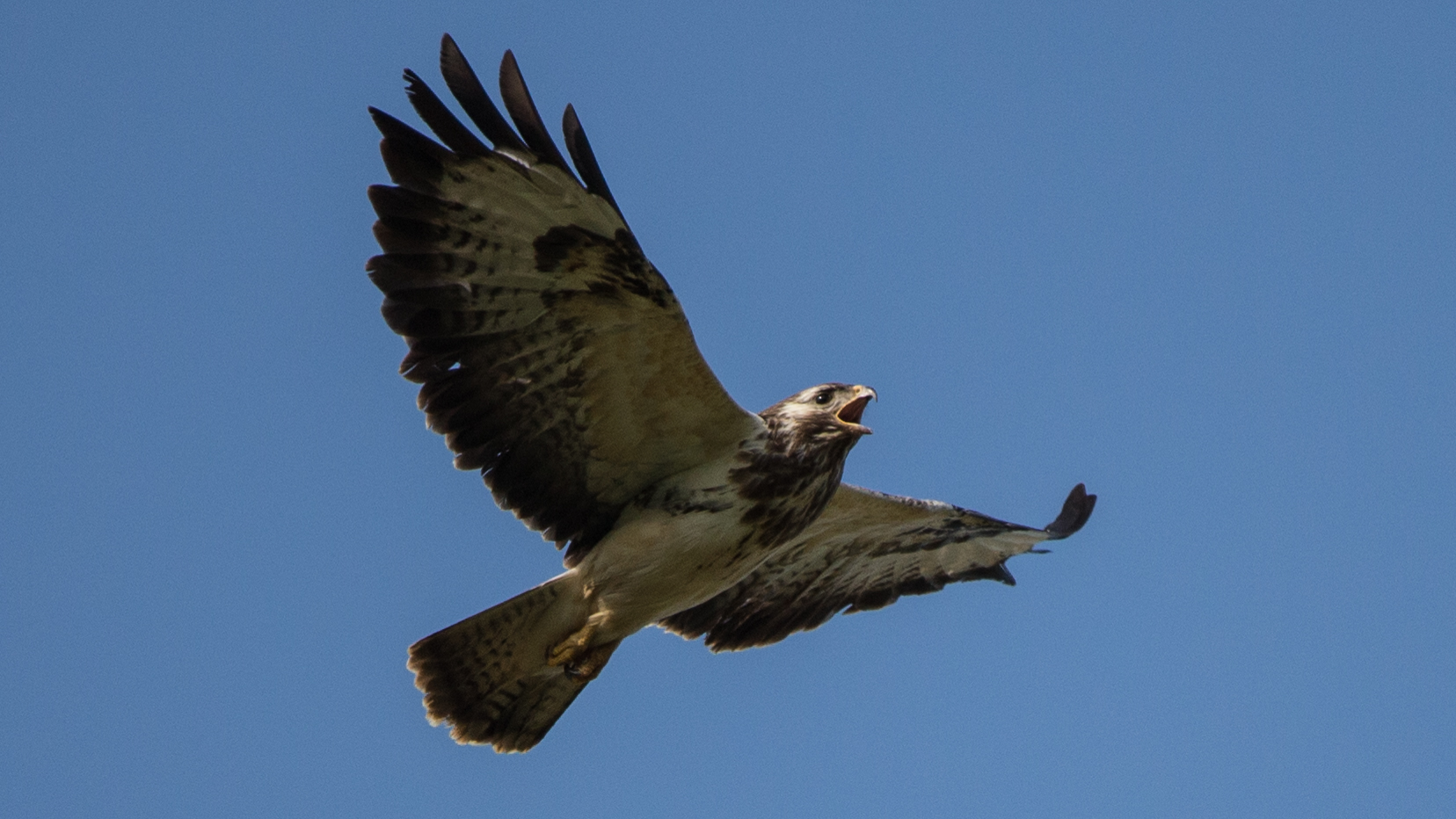 Mäusebussard