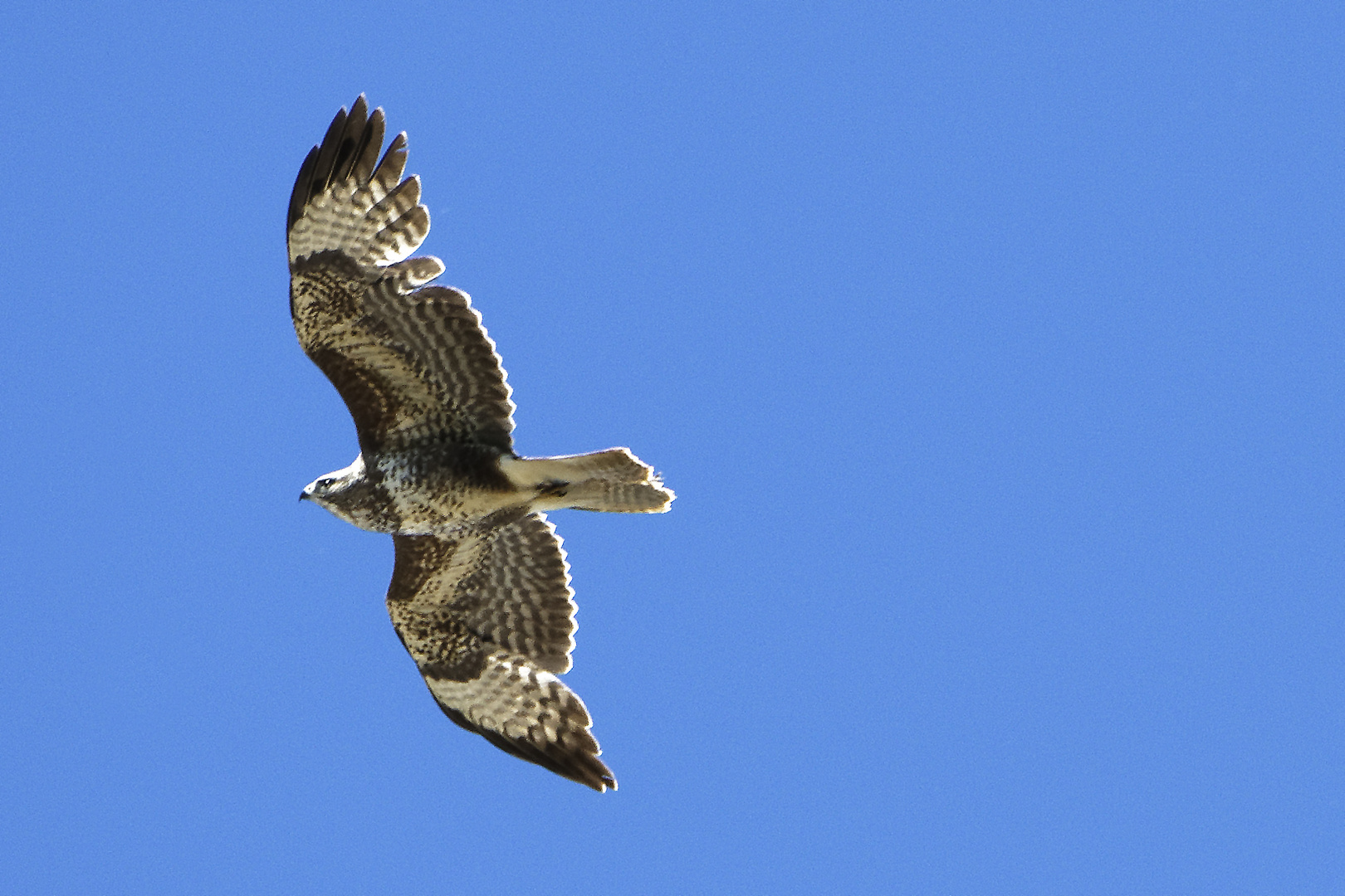 Mäusebussard