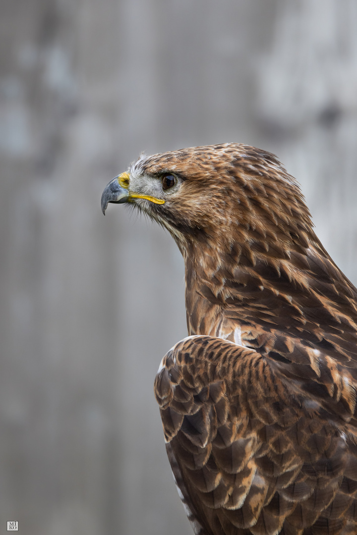 Mäusebussard