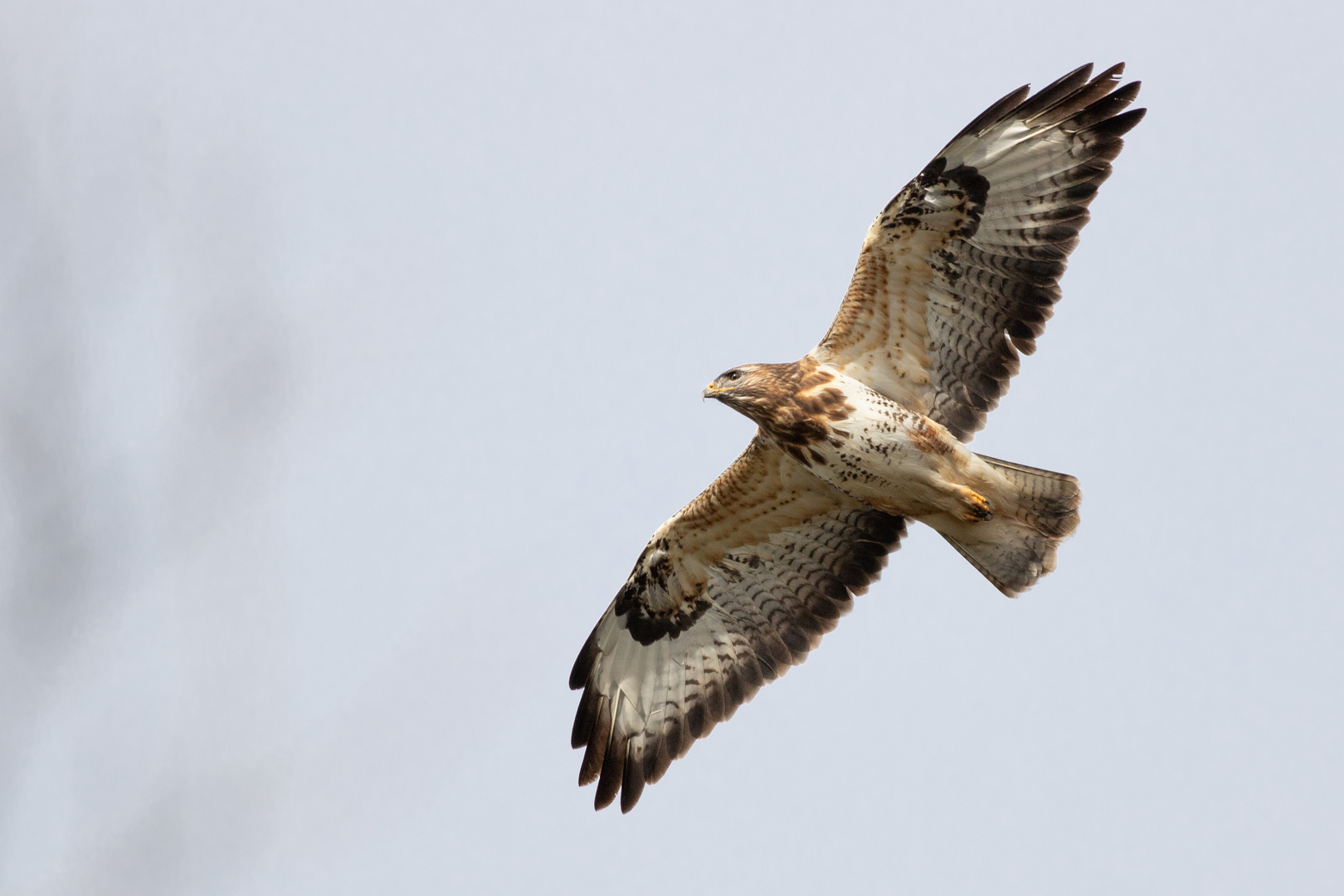 Mäusebussard