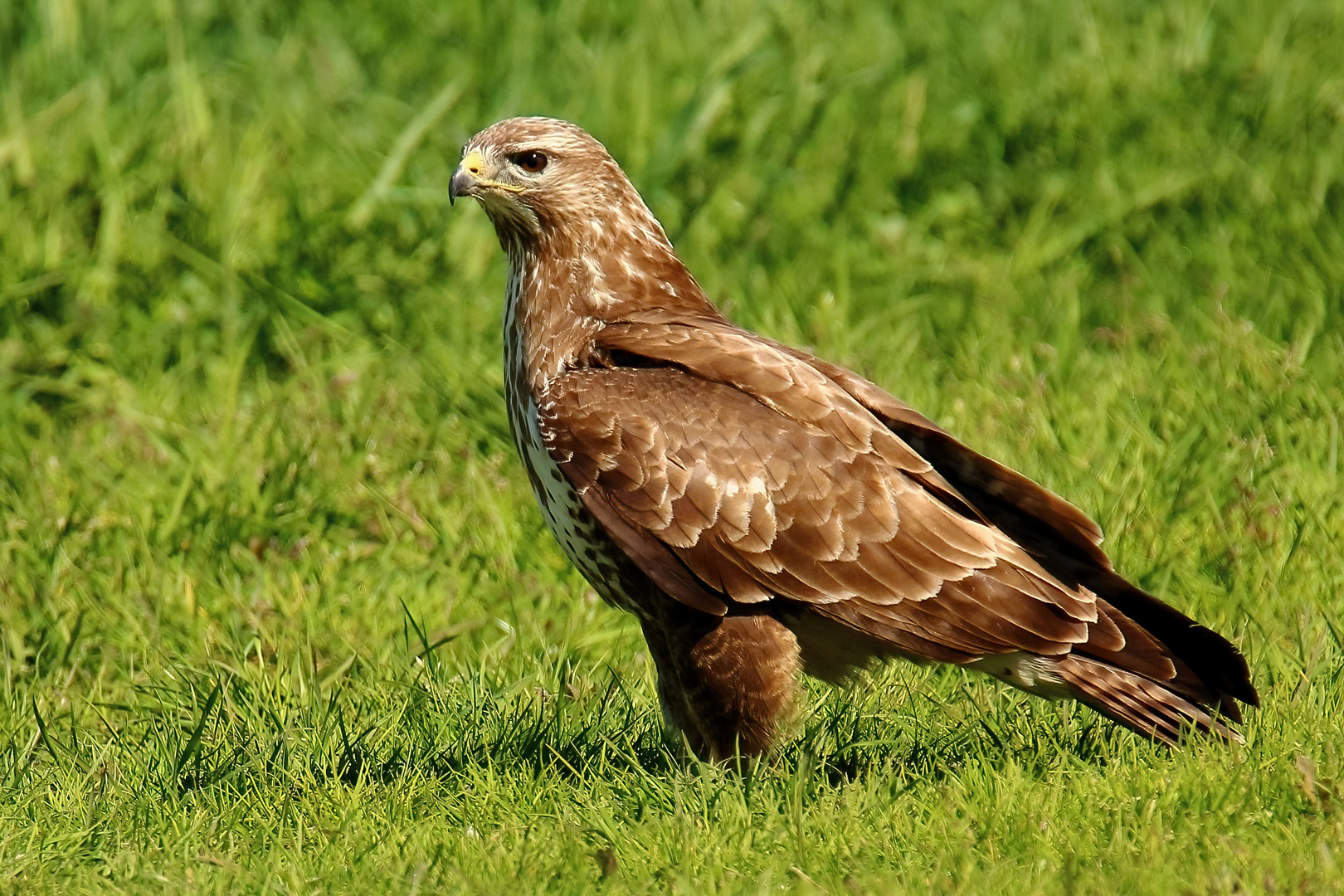 Mäusebussard