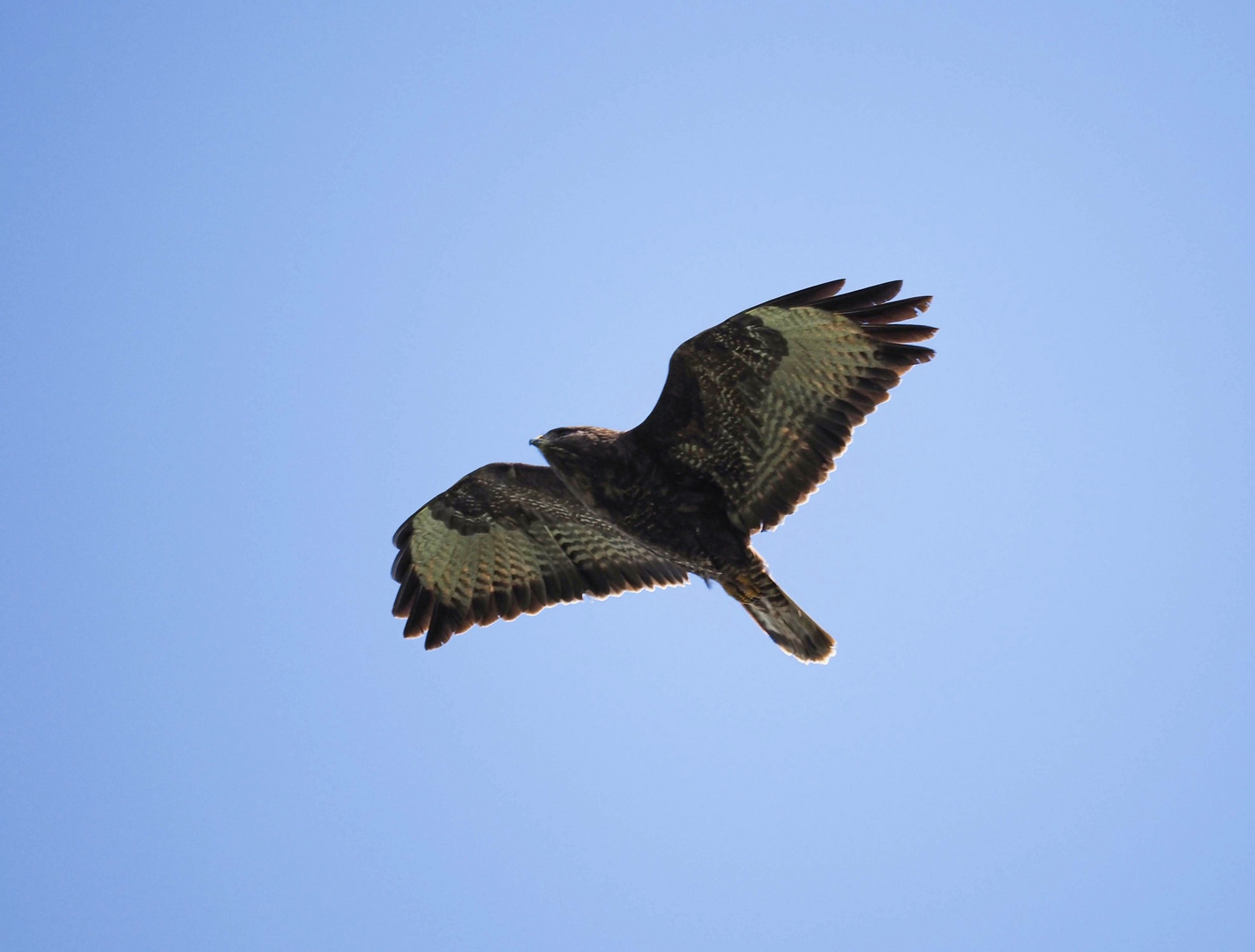  Mäusebussard