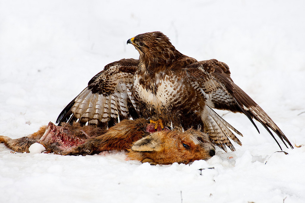 Mäusebussard