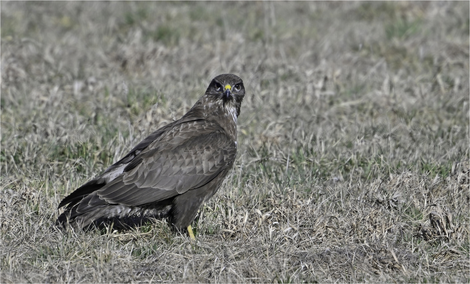 Mäusebussard 