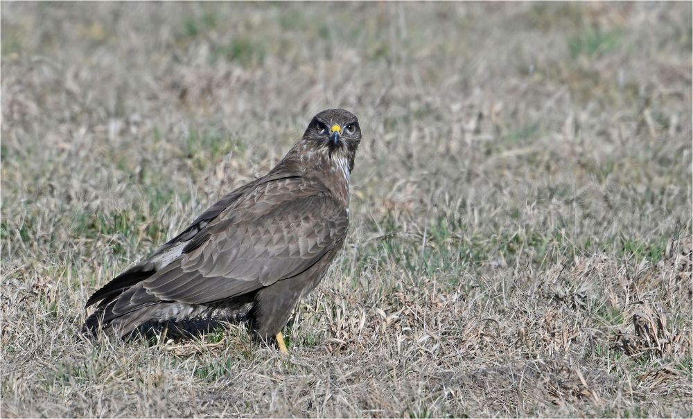 Mäusebussard 