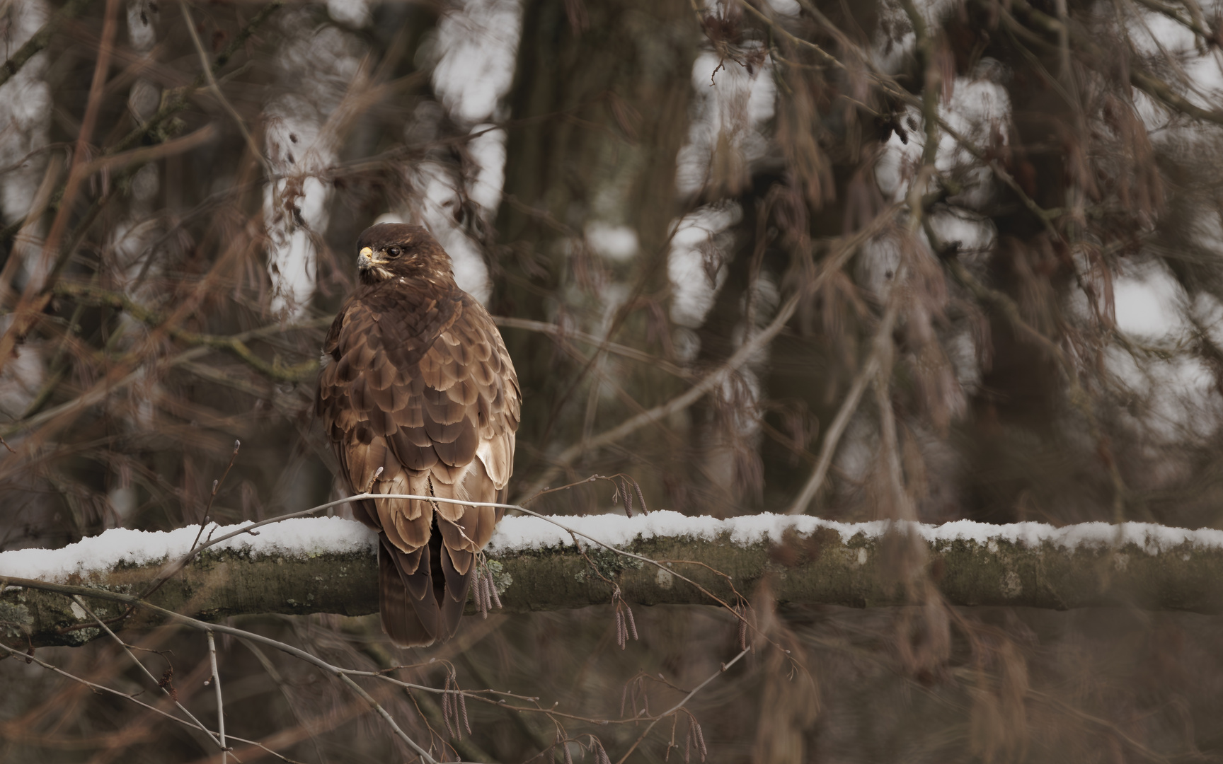 Mäusebussard