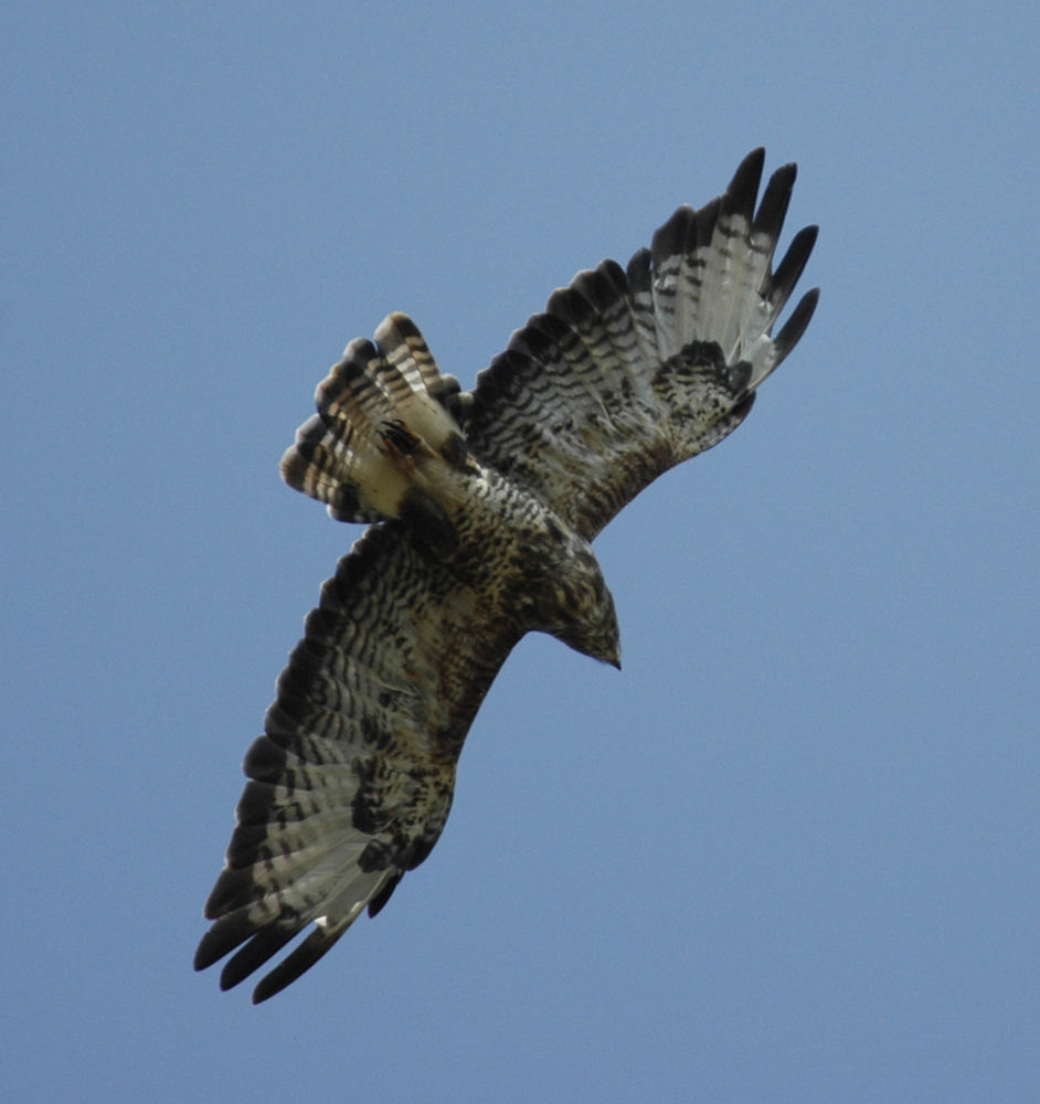 Mäusebussard