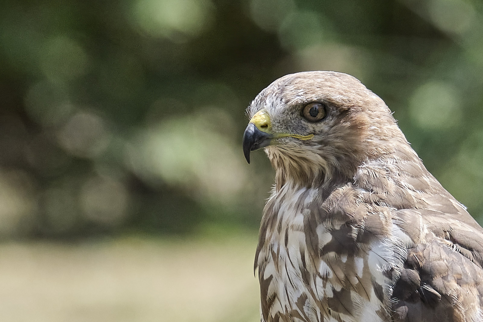 Mäusebussard