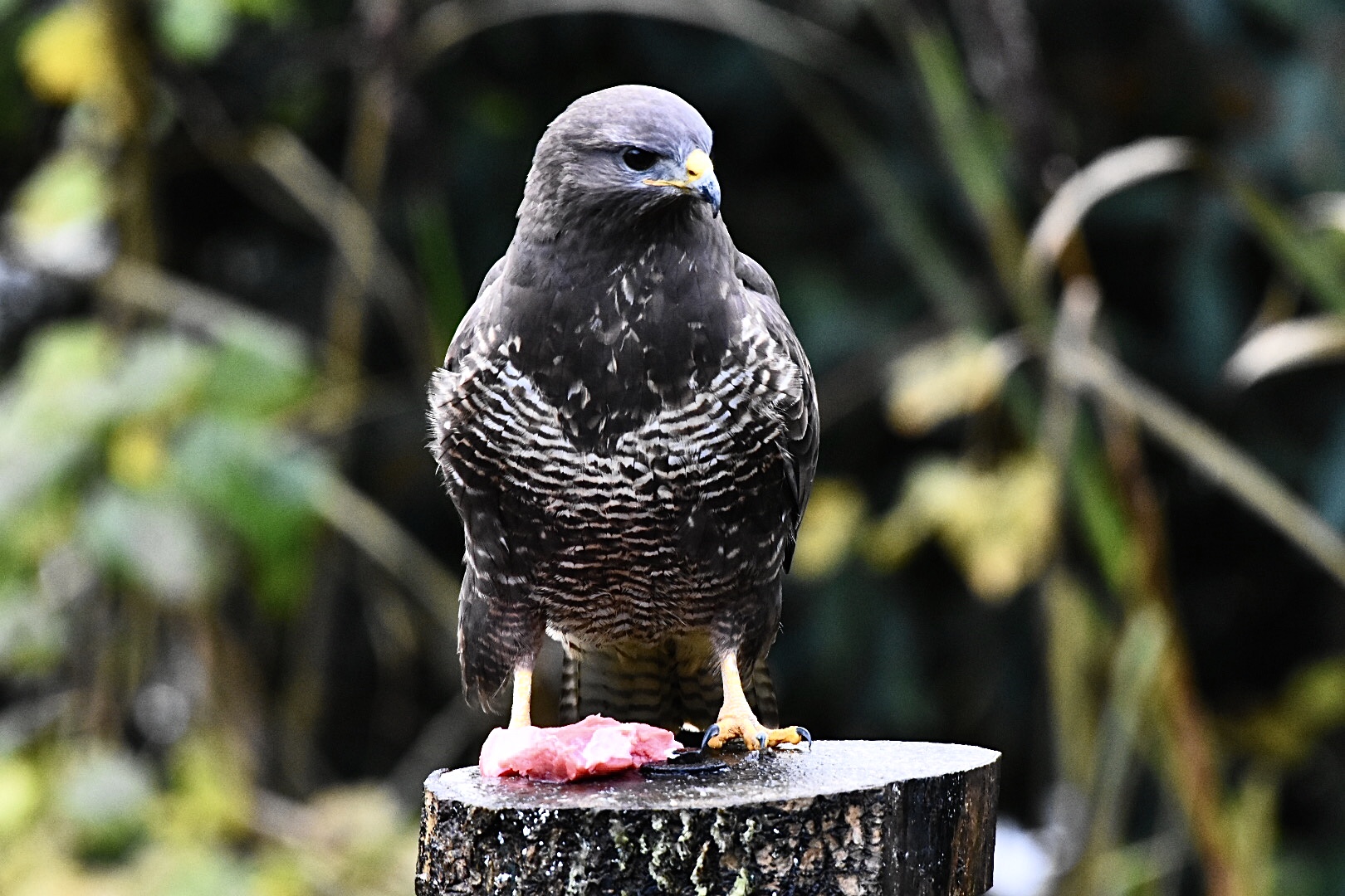 Mäusebussard