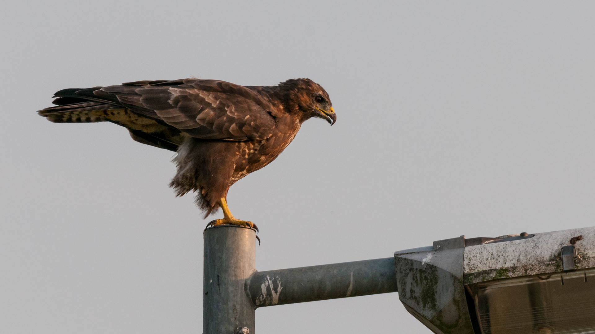 Mäusebussard