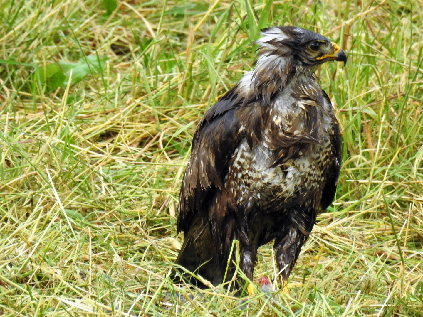 Mäusebussard