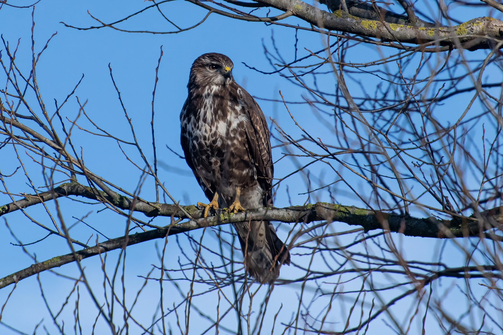 Mäusebussard 