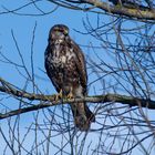 Mäusebussard 