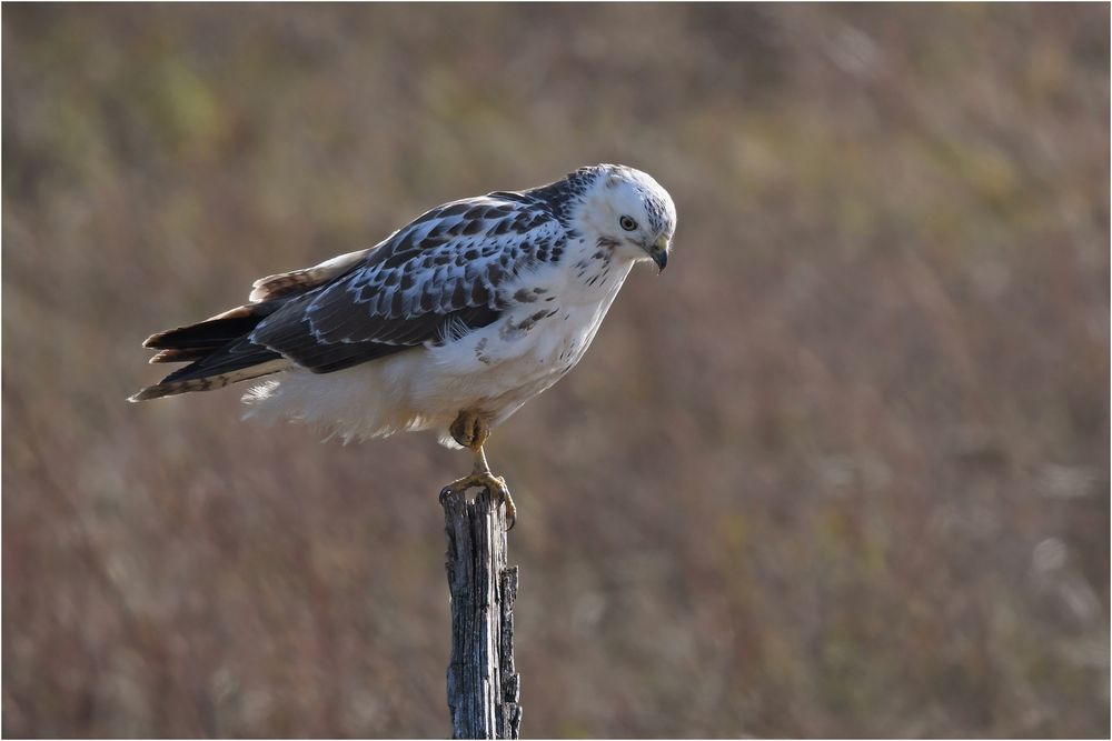 Mäusebussard