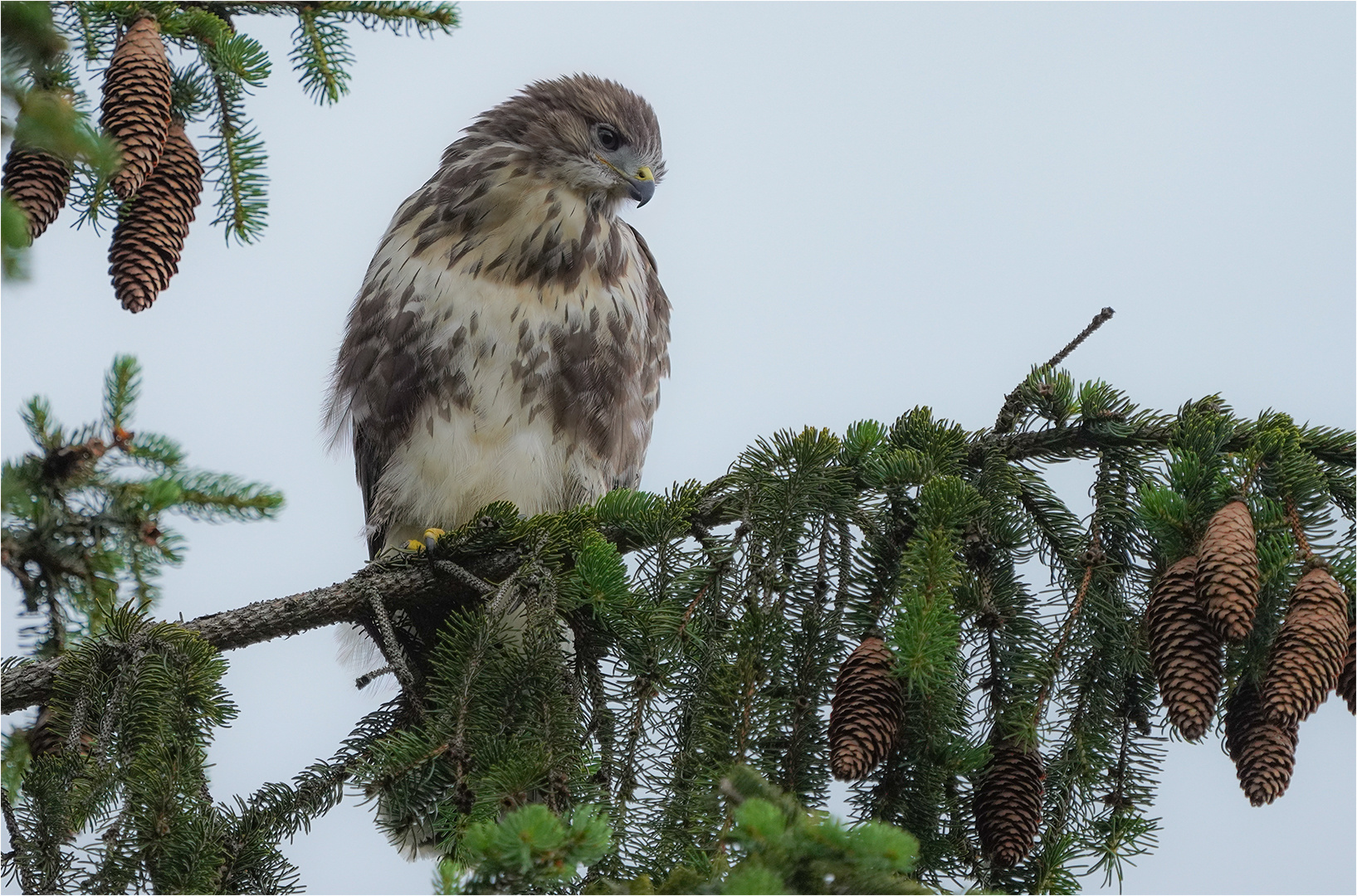 Mäusebussard