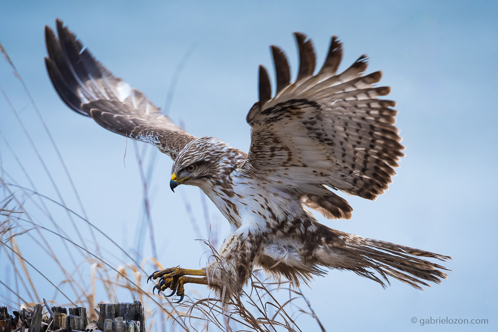 Mäusebussard