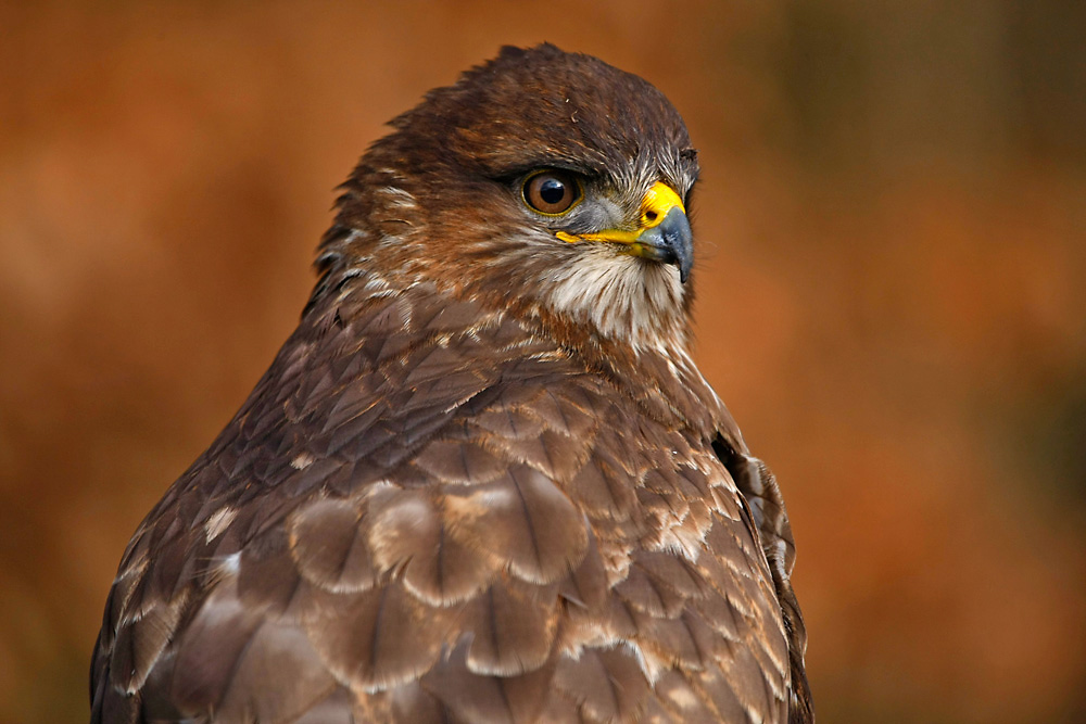 Mäusebussard