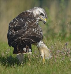 Mäusebussard