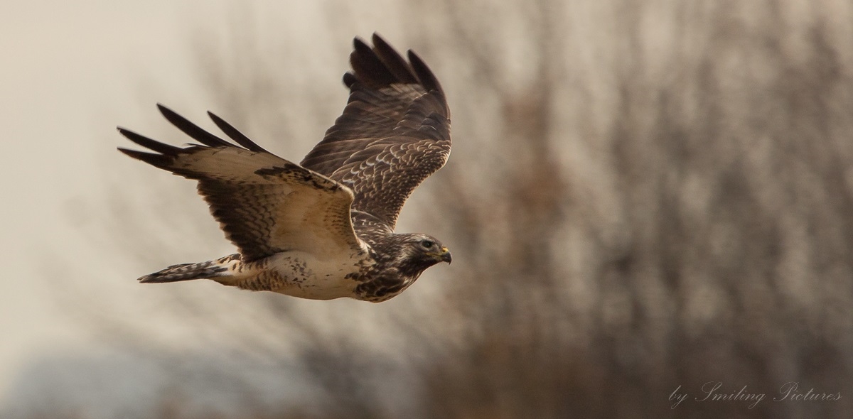 Mäusebussard