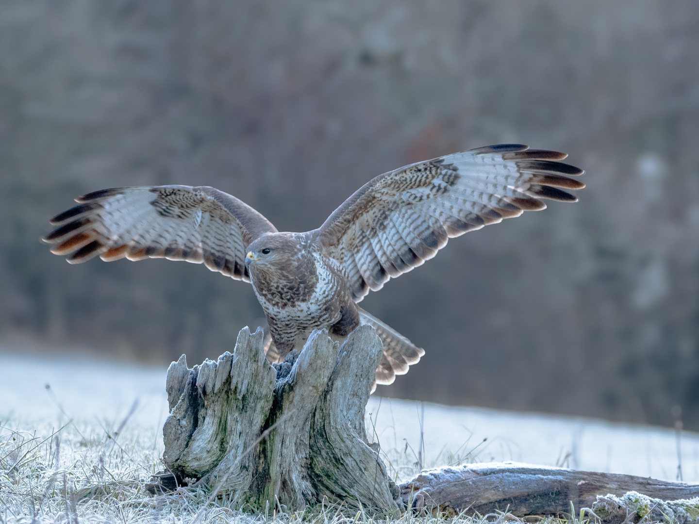 Mäusebussard