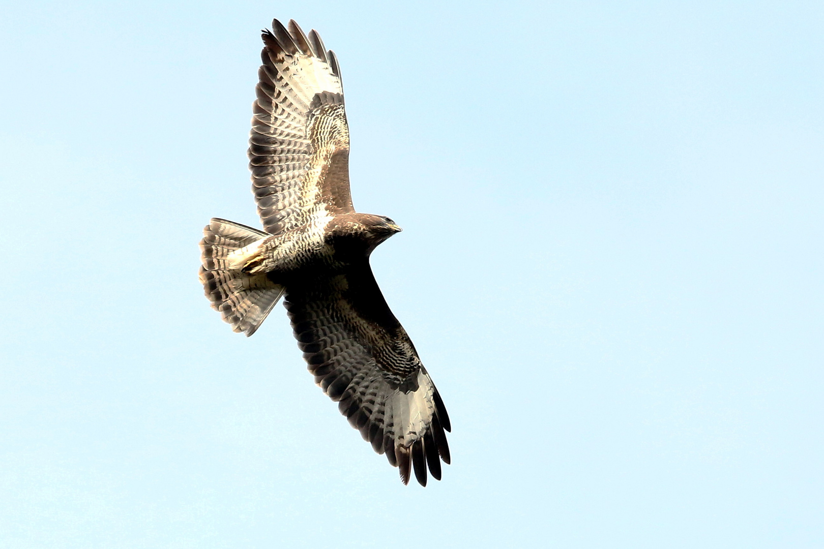 Mäusebussard